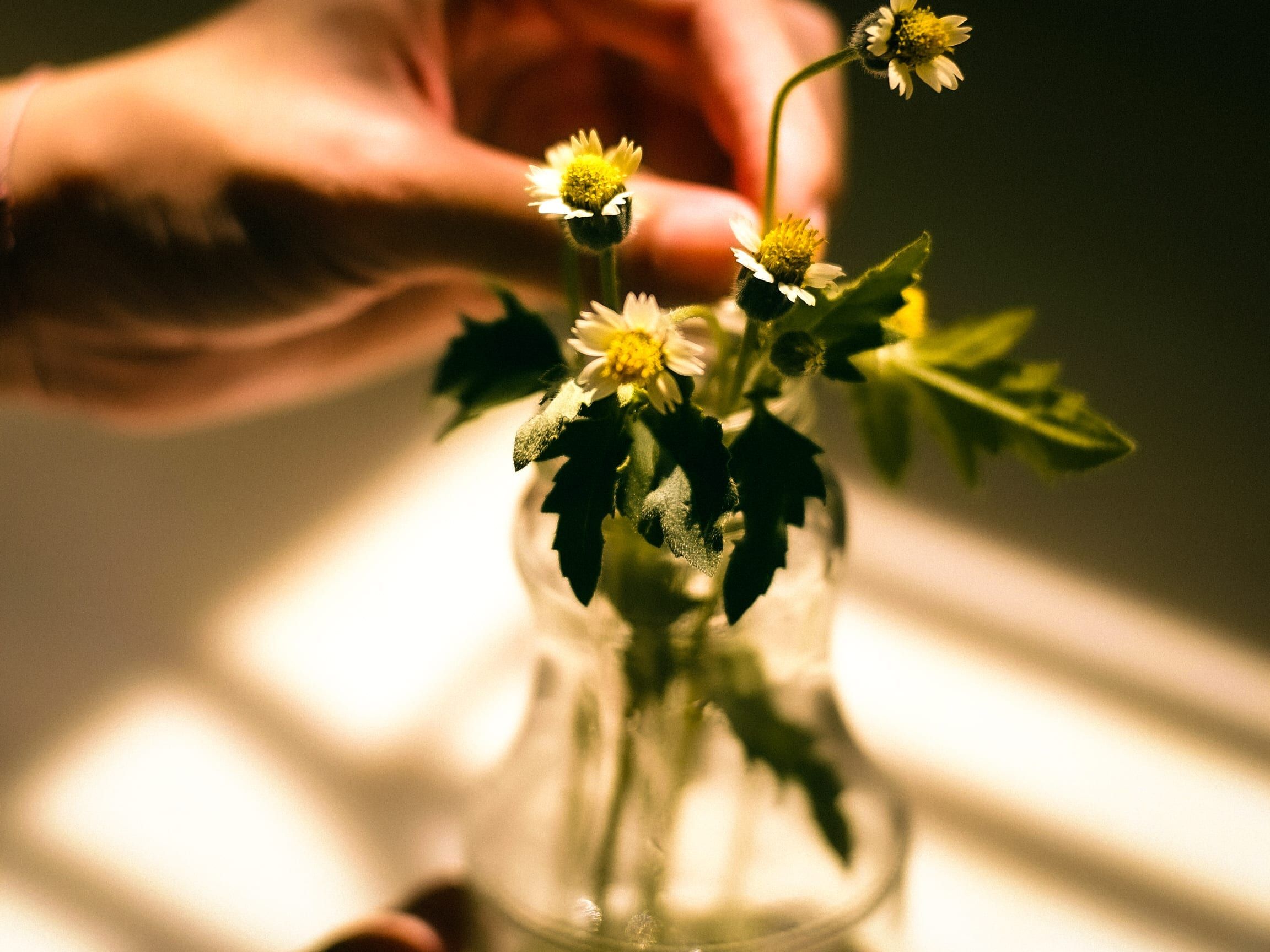 Editorial photograph — hands arranging cut stems in a ceramic vase