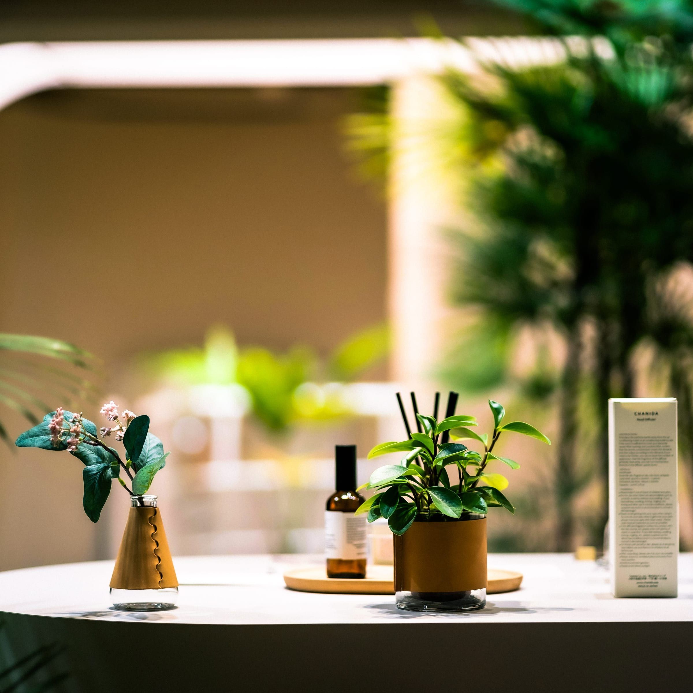Editorial photograph — apothecary cosmetics and botanicals in soft bokeh
